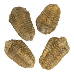 Trilobiet fossielen van 6-8 cm lang
