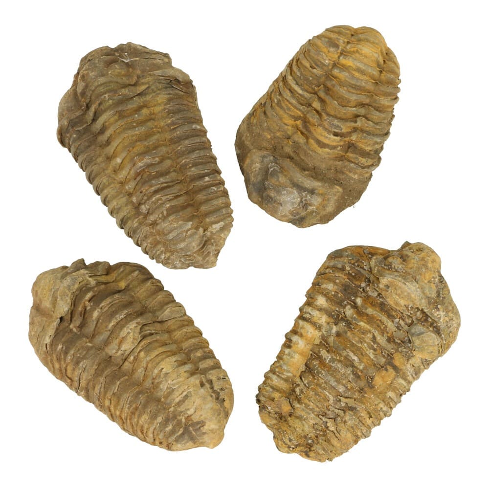 Trilobiet fossiel 5-6cm