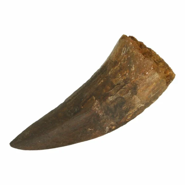 Spinosaurus tand nr3 van 6cm lang
