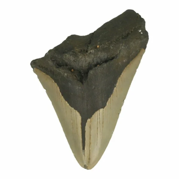 Grote megalodon tand nummer 1