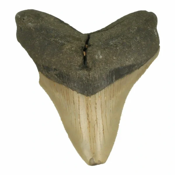 Fraaie megalodon tand met weinig beschadigingen nr2