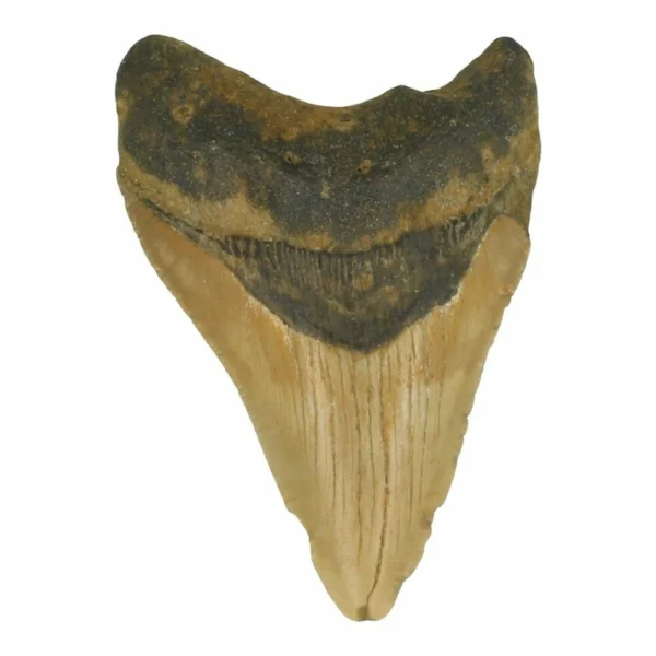 Mooie bruine megalodon tand nr3 van 9cm hoog