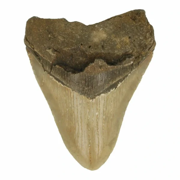 Fraaie megalodon tand nr4