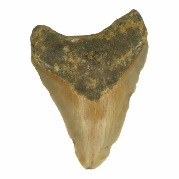 Mooie megalodon tand van 7cm hoog nr5