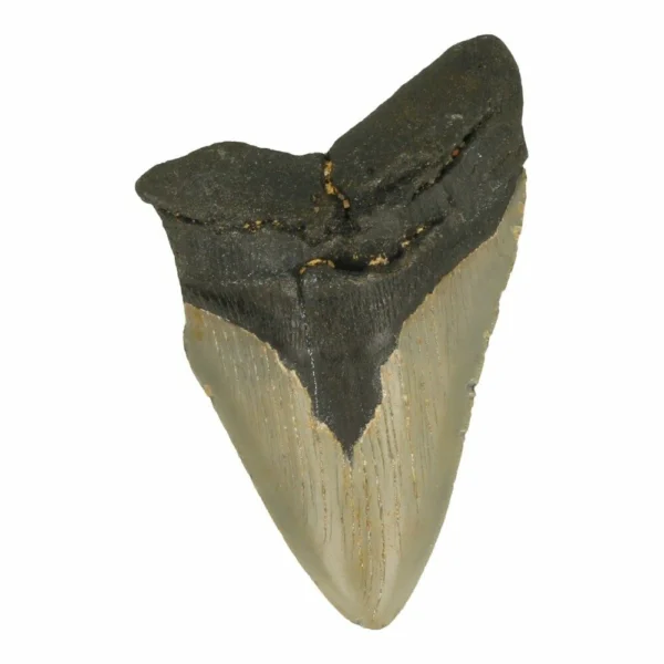 Flinke megalodon tand van ruim 13cm lang nr6