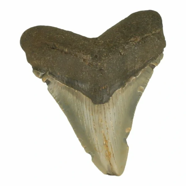 Fraaie megalodon tand van ruim 8,5cm lang