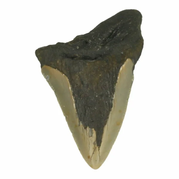 Fijne megalodon tand van 7,5cm lang nr8
