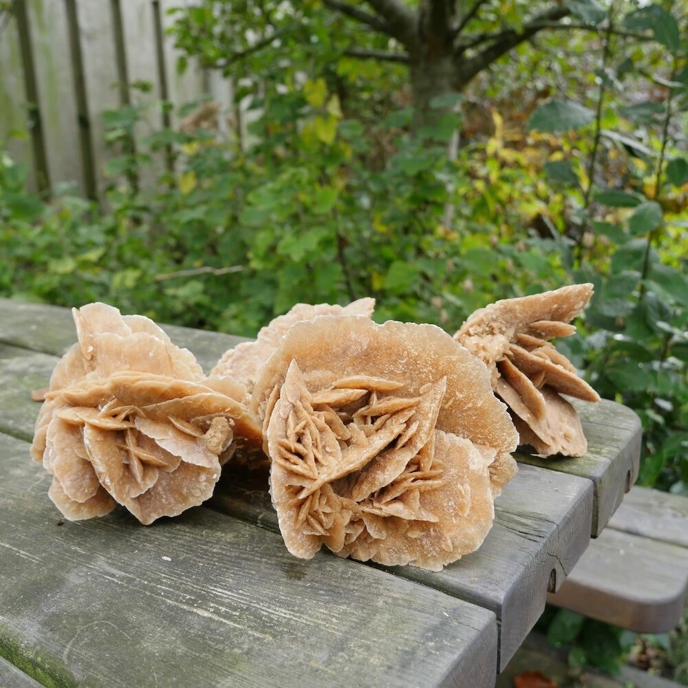 Woestijnroos-12-13cm-1