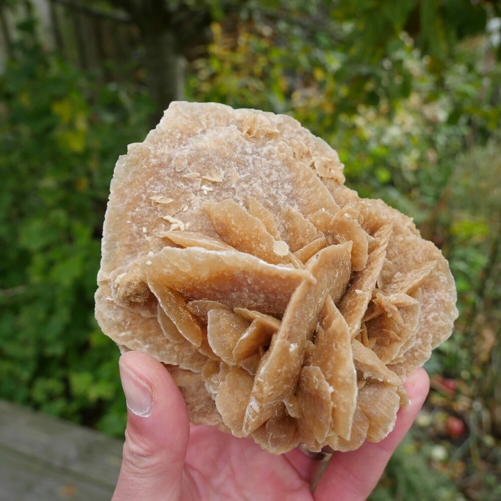 Woestijnroos-12-13cm-3
