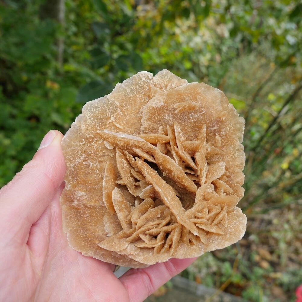 Woestijnroos-12-13cm-4