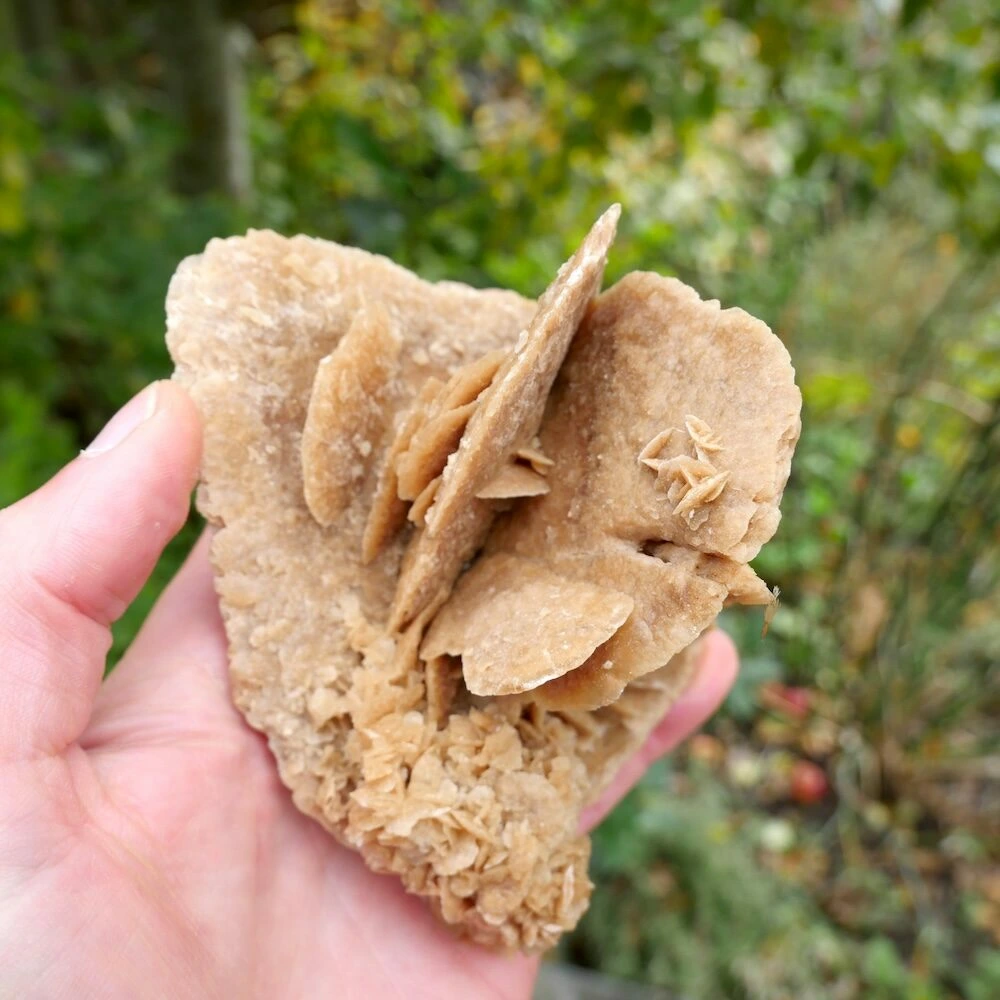 Woestijnroos-12-13cm-6