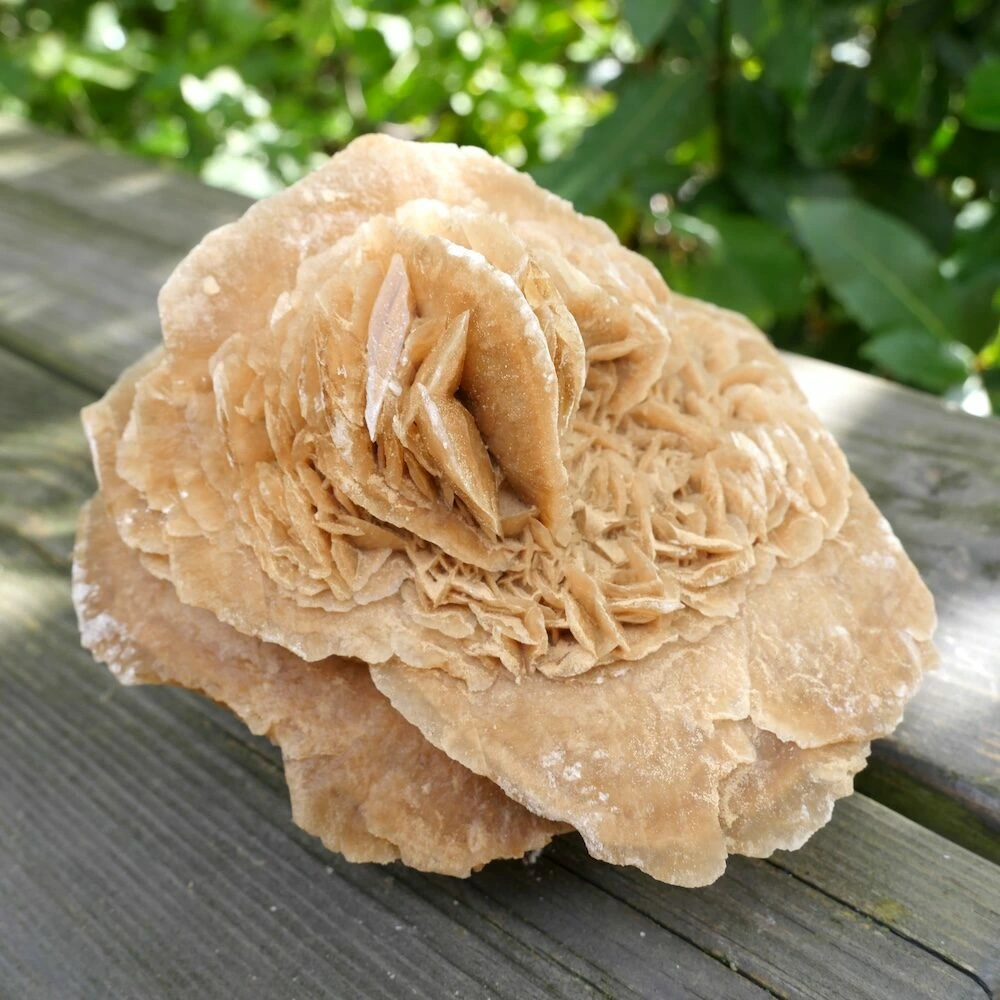 Woestijnroos 'nr6' Woestijnroos 'nr6'