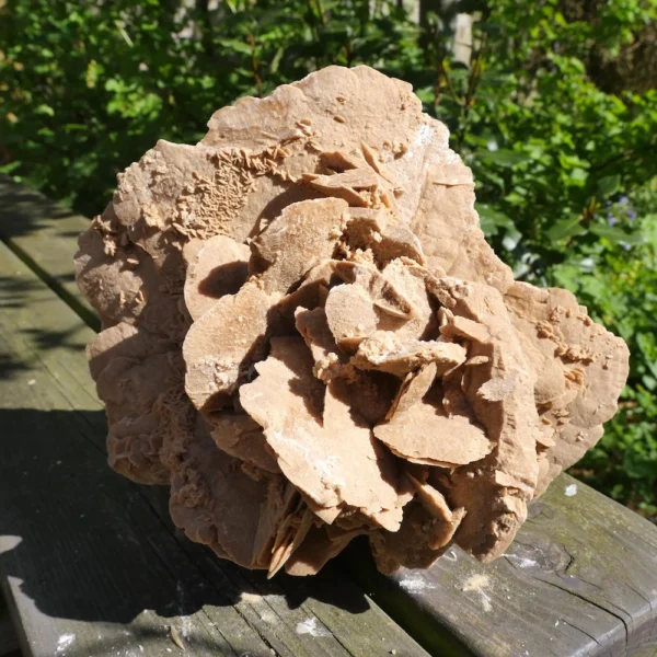 Fraaie robuuste woestijnroos van 2,9kg uit Tunesië