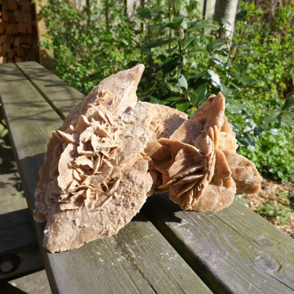 Mooie grote woestijnroos (nr.5) uit Tunesië