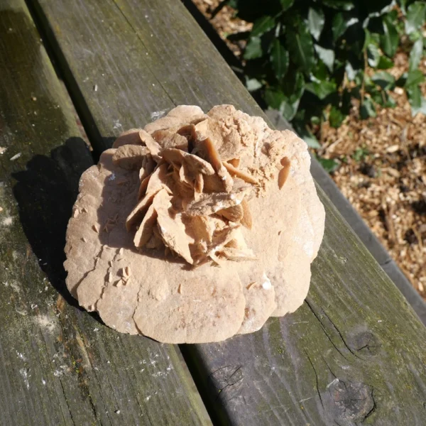 Fraaie ronde woestijnroos (nr.6) van 14 x 14cm en 7cm hoog