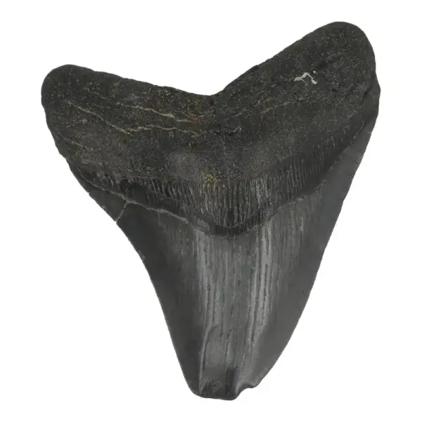 Mooie donkere megalodon tand (nr.10) uit South Carolina