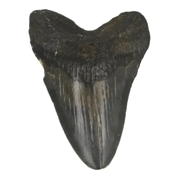 Fraaie zwarte megalodon tand (nr.11) uit South Carolina