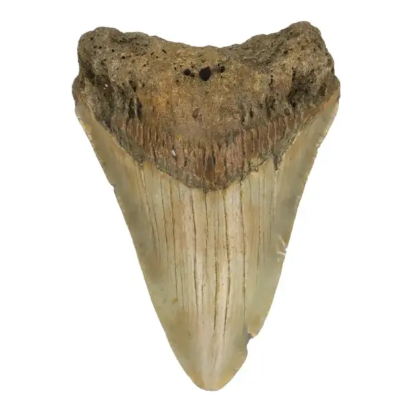 Fraaie lichte megalodon tand (nr.12) uit South Carolina