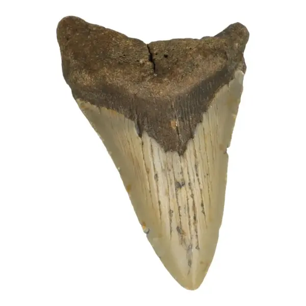 Fraaie lichte megalodon tand (nr.13) uit South Carolina