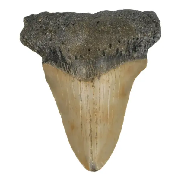 Fraaie grote megalodon tand (nr.14) uit South Carolina