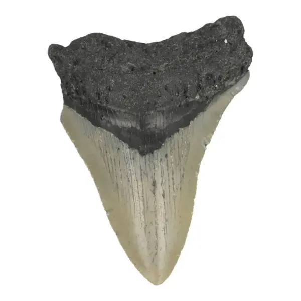 Fraaie megalodon tand (nr.15) uit South Carolina