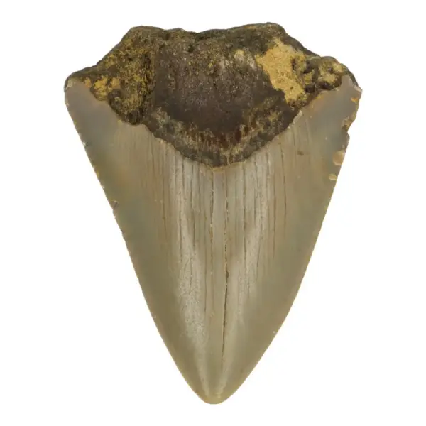 Leuke megalodon tand (nr.16) uit South Carolina