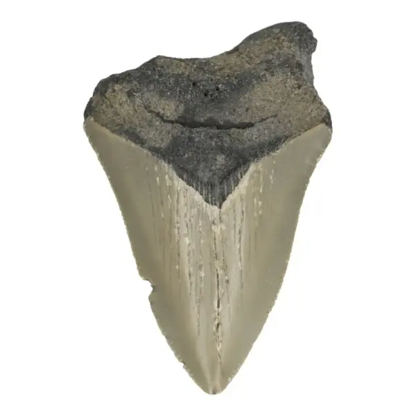 Leuke megalodon tand (nr.17) uit South Carolina