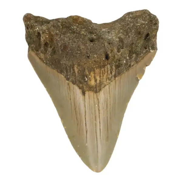 Leuke megalodon tand (nr.18) uit South Carolina