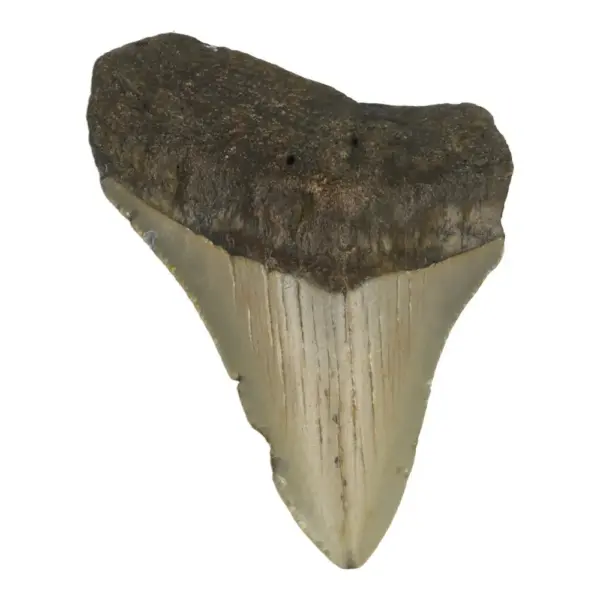 Leuke megalodon tand (nr.19) uit South Carolina