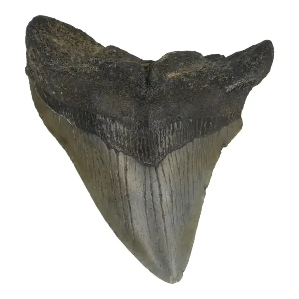Fraaie grote megalodon tand (nr.1) uit de VS