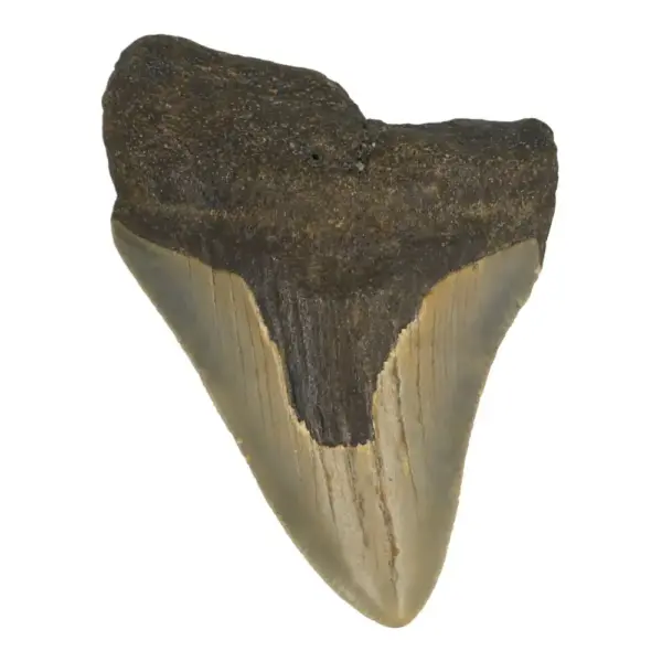 Fraaie megalodon tand uit South Carolina (nr.20)