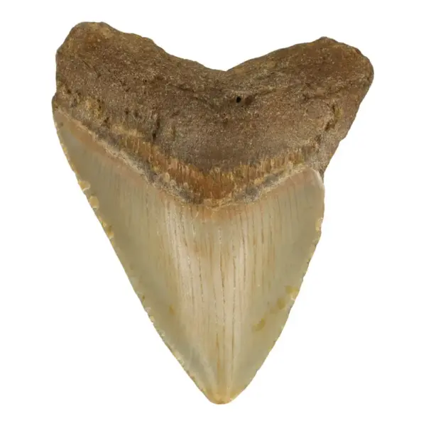 Fraaie megalodon tand (nr.3) uit South Carolina