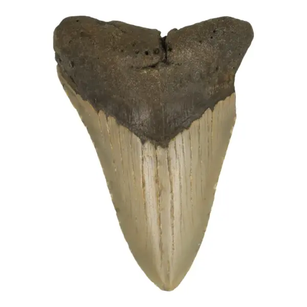 Gave megalodon tand uit de Verenigde Staten (nr.4)