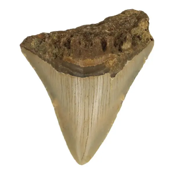Fraaie bruine megalodon tand van 9cm hoog uit de Verenigde Staten
