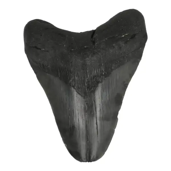 Fraaie donkere megalodon tand (nr.6) uit South Carolina