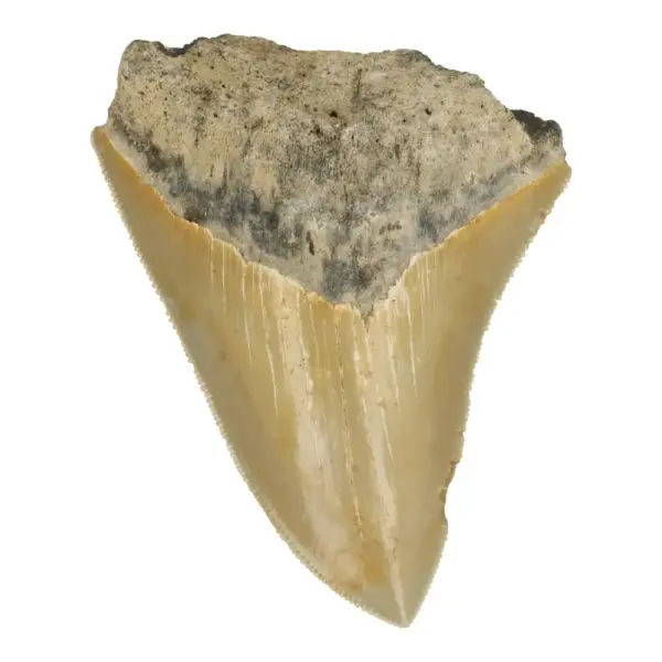 Fraaie gekartelde megalodon tand (nr.7) uit South Carolina