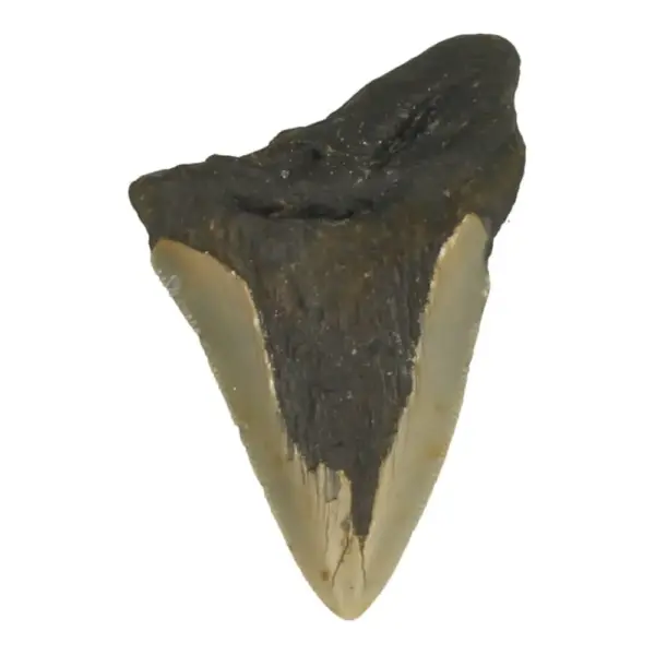 Gave megalodon tand (nr.8) van 88mm lang