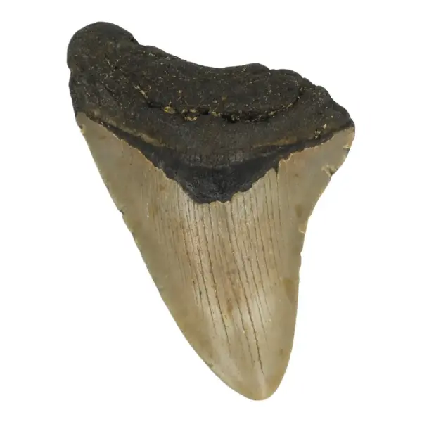 Fraaie gekartelde megalodon tand (nr.9) uit South Carolina