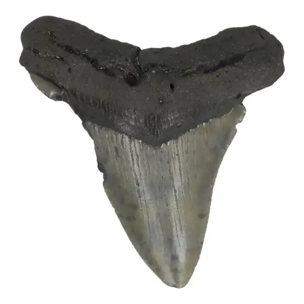 Fraaie donkere megalodon tand uit South Carolina (nr.21)