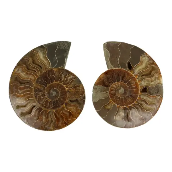 Fraai ammoniet paar van 14cm hoog
