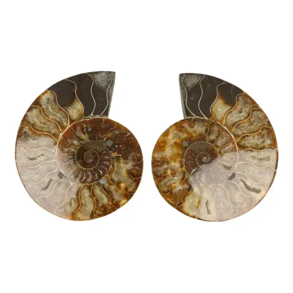 Mooi ammoniet paar van 15,5cm hoog (nr.1) uit Madagaskar